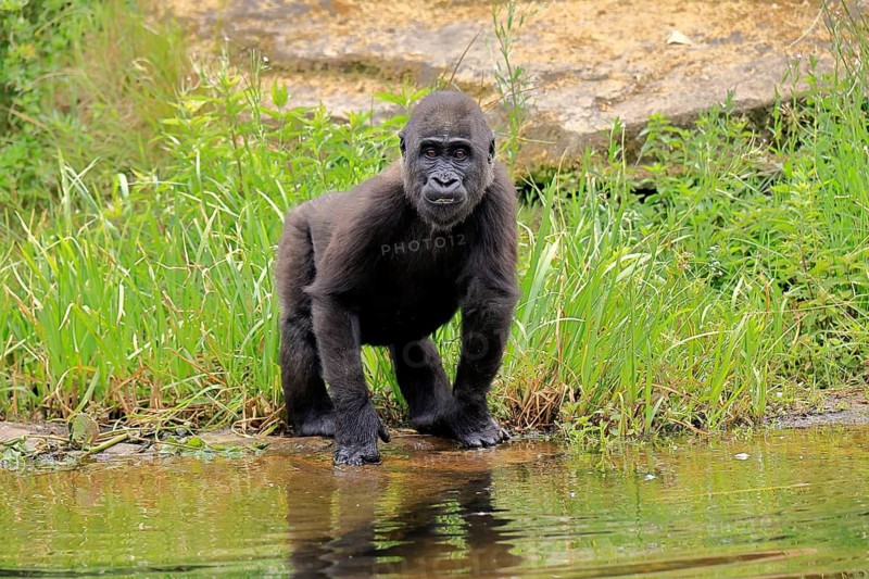 Western gorilla (Gorilla gorilla), young animal, at the water, alert