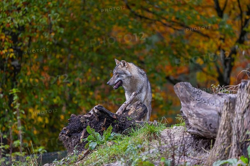 One eurasian gray wolf (Canis lupus lupus) standing between logs on a hill with a forest in fall colours in the background