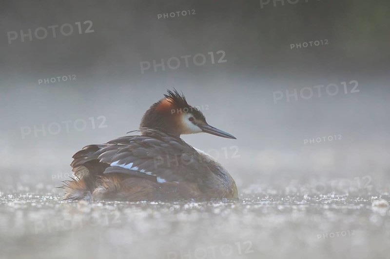 Great Crested Grebe (Podiceps cristatus) in the morning mists, North Rhine-Westphalia, Germany