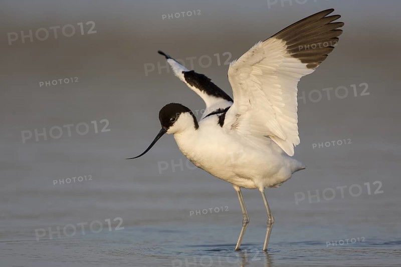 Pied Avocet (Recurvirostra avosetta), Texel, Netherlands