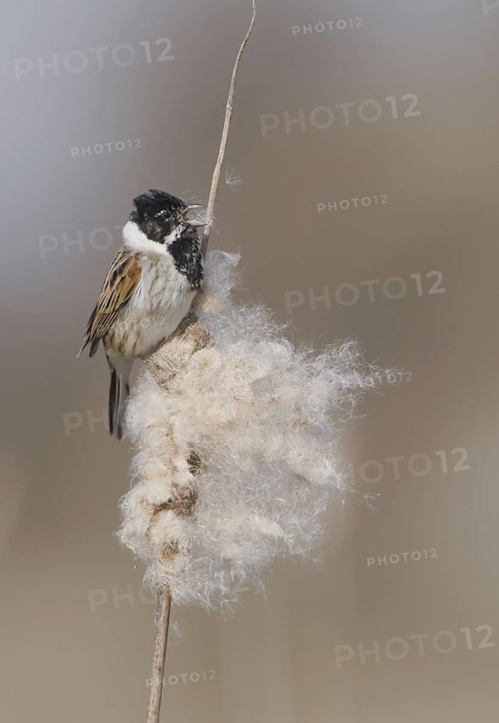 Common Reed Bunting (Emberiza schoeniclus) male singing, Saxony, Germany