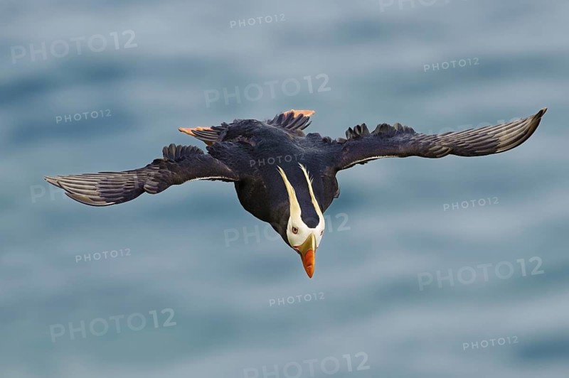 Tufted Puffin (Fratercula cirrhata), Alaska, USA