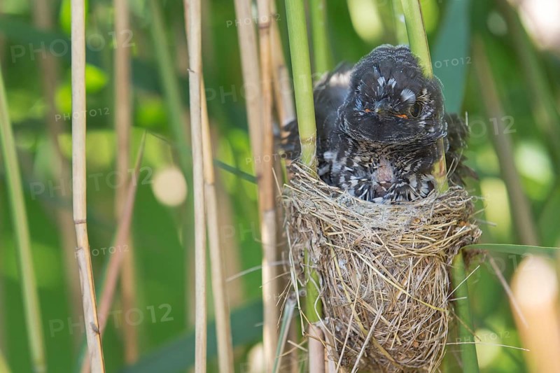 Common Cuckoo (Cuculus canorus) juvenile in nest of Eurasian Reed Warbler, Saxony-Anhalt, Germany