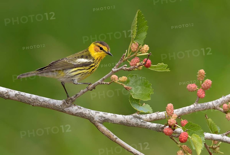 Cape May Warbler (Setophaga tigrina) male perched on a branch, Texas, USA
