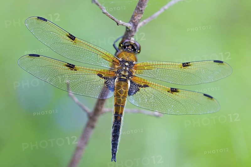 Four-spotted dragonfly, (Libellula quadrimaculata), dragonfly, large dragonfly, dragonflies, insect, insects, supervision, Lobau, Vienna, Donaustadt, Vienna, Austria