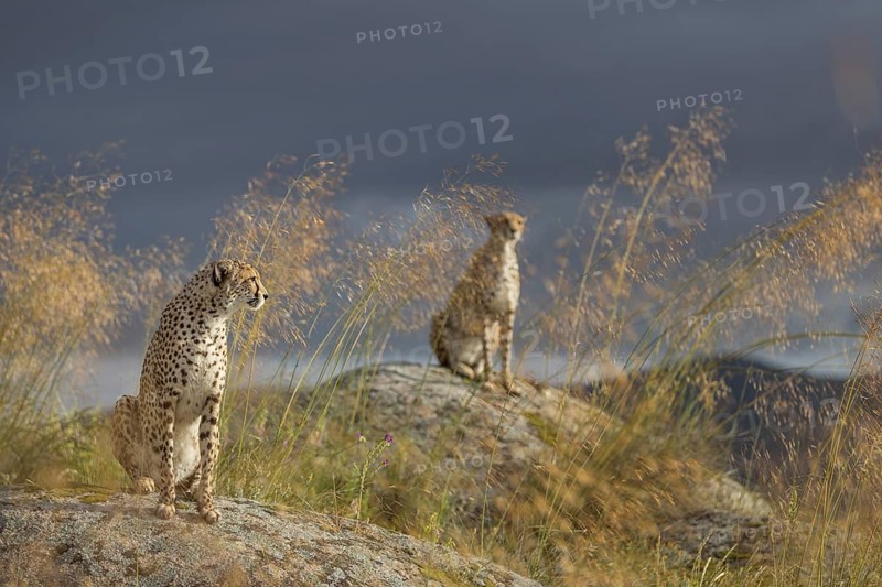 Cheetah (Acinonyx jubatus) two females sitting on rocks below dark clouds, Castile-La Mancha, Spain