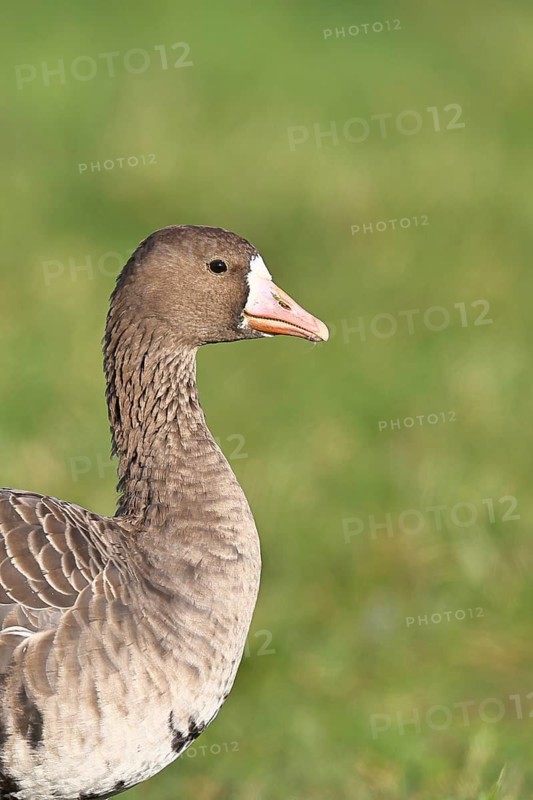 White-fronted goose (Anser albifrons), standing in a meadow in the wintering area, animal portrait, wildlife, Bislicher Insel nature reserve, Xanten, Lower Rhine, North Rhine-Westphalia, Germany