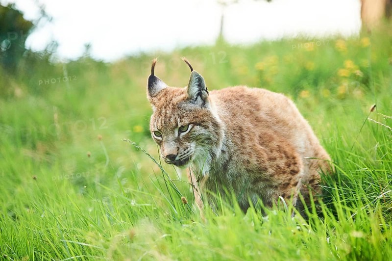 Eurasian lynx (Lynx lynx) sitting in the grass, Wildpark Aurach, Kitzbühl, Tirol, Austria