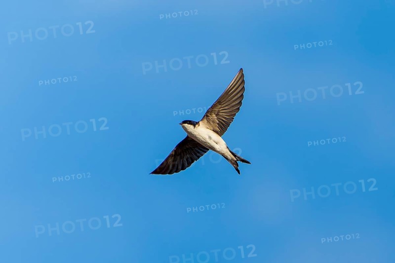 Swallow in flight in front of a clear blue sky, House Martin (Delichon urbicum, Syn.: Delichon urbica), wildlife, Germany