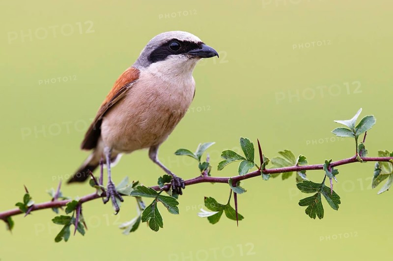 Red-backed Shrike (Lanius collurio) male, Asturias, Spain