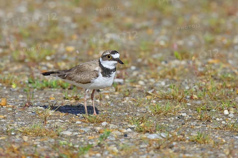Little Ringed Plover (Charadrius dubius) adult bird standing on the lakeshore, Lake Neusiedl National Park, Burgenland, Austria