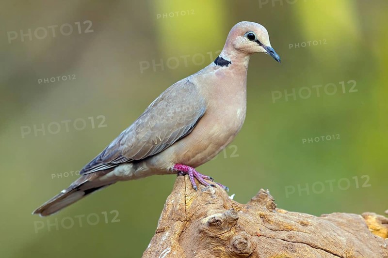 Red-crested Pigeon, (Streptopelia vinacea), Red-winged Turtle Dove, Morgan Kunda lodge / road to Kat, Jajari, North Bank, Gambia