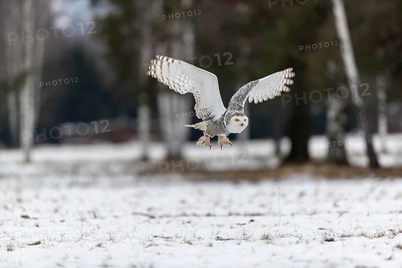 One snowy owl, Bubo scandiacus, Bubo scandiaca, Nyctea scandiaca flying over a snowy meadow with a forest of birch trees in the background