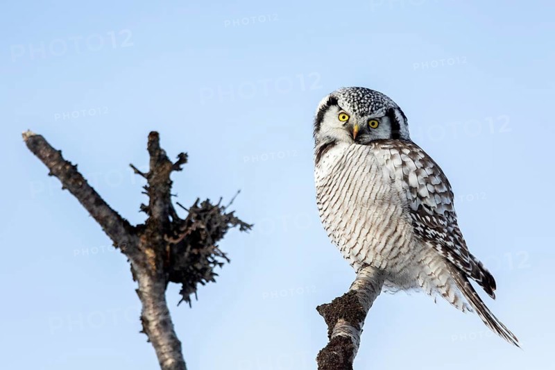 Northern Hawk-Owl (Surnia ulula), Norway