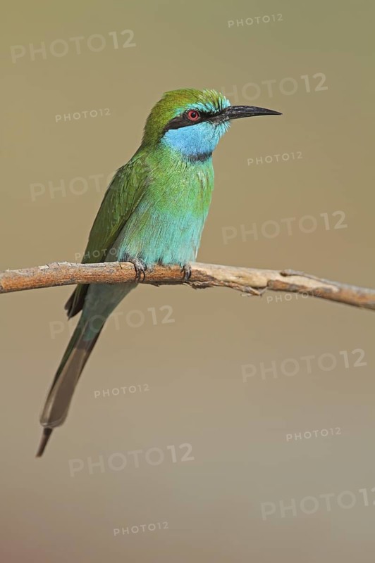 Green Bee-eater (Merops orientalis), Oman