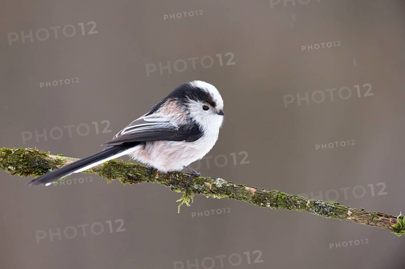 Long-tailed Tit (Aegithalos caudatus europaeus) perched on a mossy branch, Grisons, Switzerland