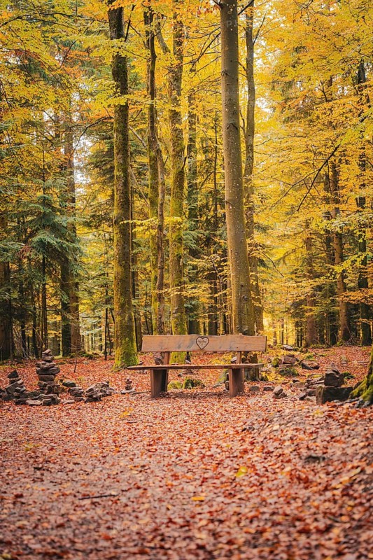 Forest with bench in autumn, Sommerberg, Bad Wildbad, Black Forest, Germany