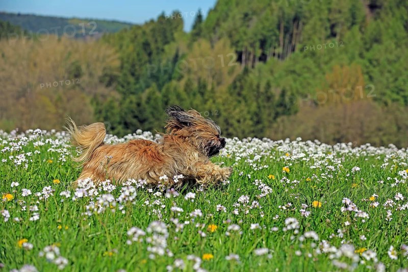 Lhasa Apso, Lhasaterrier, lion dog, walking, flower meadow, Arnsberg, North Rhine-Westphalia, Germany