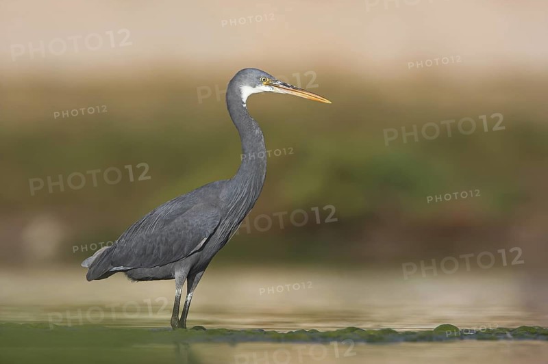 Western Reef Heron (Egretta gularis), Oman