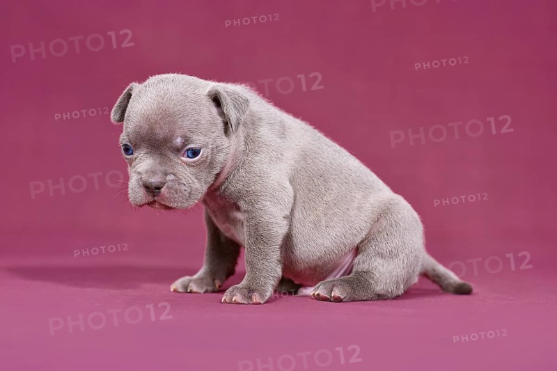 Cute 4 weeks young purebred French Bulldog puppy with long nose and tail sitting in front of purple studio background