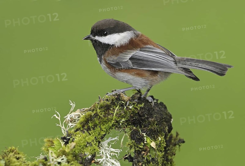 Chestnut-backed Chickadee (Poecile rufescens), British Columbia, Canada