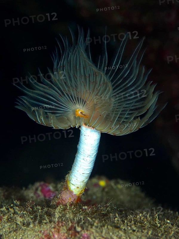 A light brown, fan-shaped creature, Protula tubularia (Protula tubularia), in front of a black background, dive site Giens Peninsula, Mediterranean Sea, Porquerolles, Provence, Côte d'Azur, France