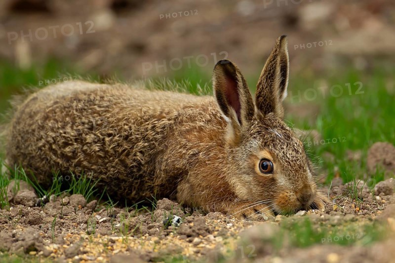 European brown hare (Lepus europaeus) juvenile leveret resting in a garden border, England, United Kingdom