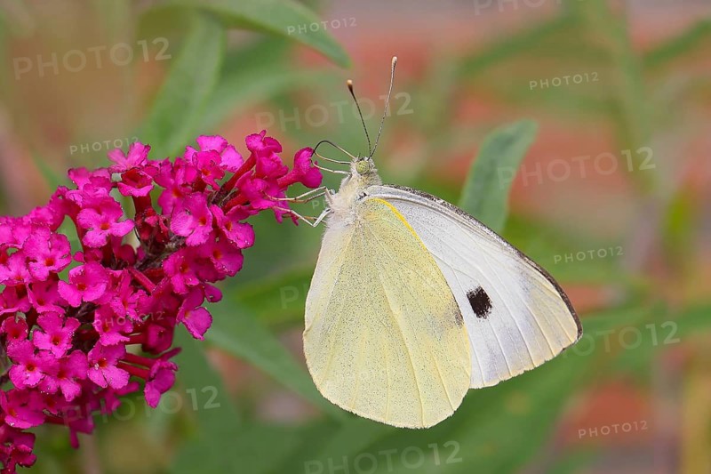 A Cabbage butterfly (Pieris brassicae) sucking nectar on a butterfly-bush (Buddleja davidii) in a natural environment in the wild, Wildlife, Insects, Butterflies, Butterflies, Winnerland, North Rhine-Westphalia, Germany
