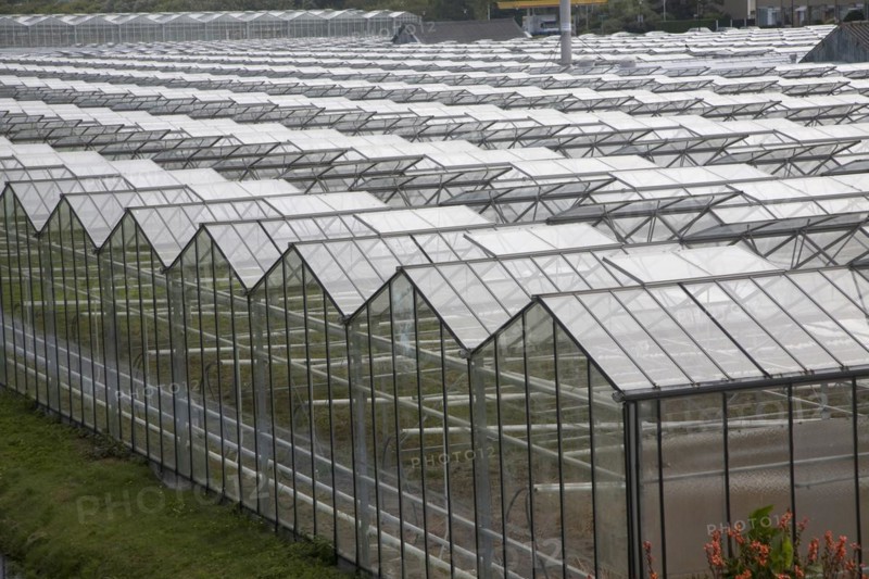 Greenhouses Monster Holland