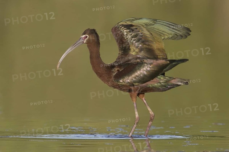 White-faced Ibis (Plegadis chihi), Arizona, USA