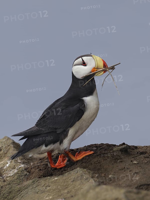 Horned Puffin (Fratercula corniculata), Alaska, USA