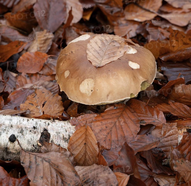 Chestnut boletus (Imleria badia), cap with feeding marks, Lower Saxony, Germany