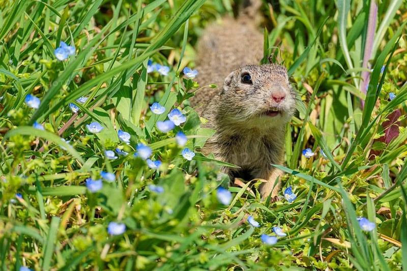 A fully grown ground squirrel (Spermophilus citellus) sits in a green meadow on a sunny day, intently observing its surroundings. Austria