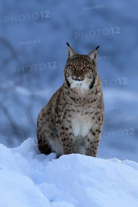 Carpathian lynx (Lynx lynx carpathicus), adult, in winter, in snow, alert, Bavarian Forest, Bavaria, Germany