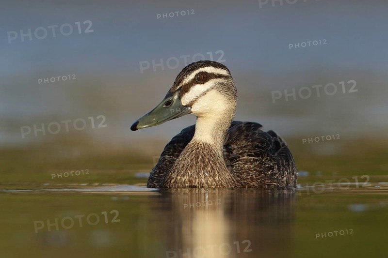 Pacific Black Duck (Anas superciliosa), Victoria, Australia