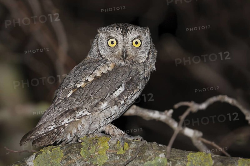 Eurasian Scops Owl (Otus scops), Mallorca, Spain
