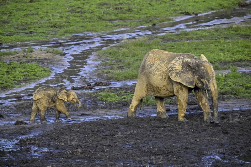 African forest elephants (Loxodonta cyclotis) in the Dzanga Bai forest clearing, Dzanga-Ndoki National Park, Unesco World Heritage Site, Dzanga-Sangha Complex of Protected Areas (DSPAC), Sangha-Mbaéré Prefecture, Central African Republic