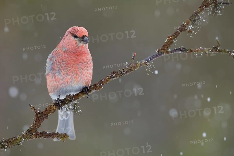 Pine Grosbeak (Pinicola enucleator) male perched on a branch in snowfall, Lapland, Finland