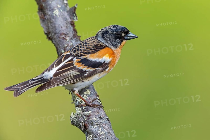 Bergfink, Brambling, Fringilla montifringilla, Pinson du Nord, Pinzón Real