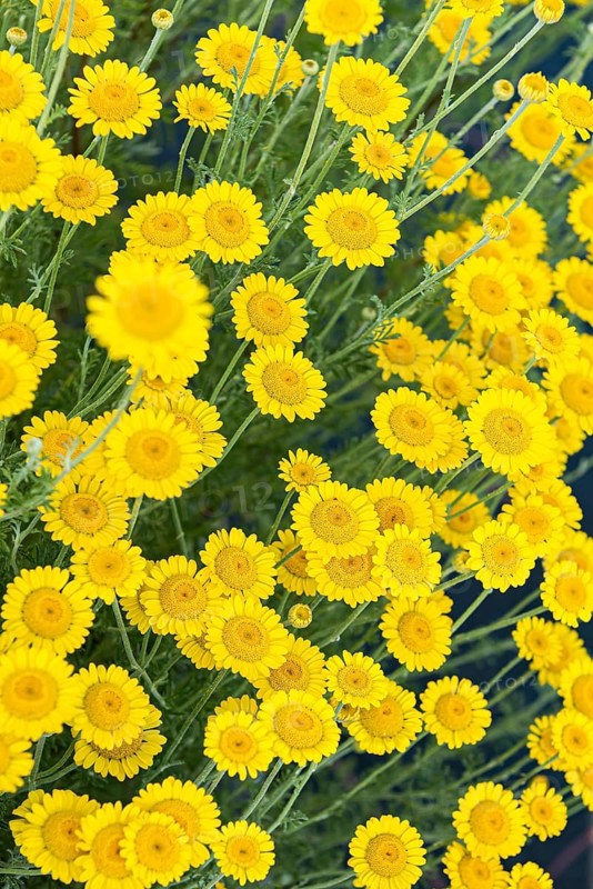 Dog chamomile (Anthemis tinctoria),  Switzerland