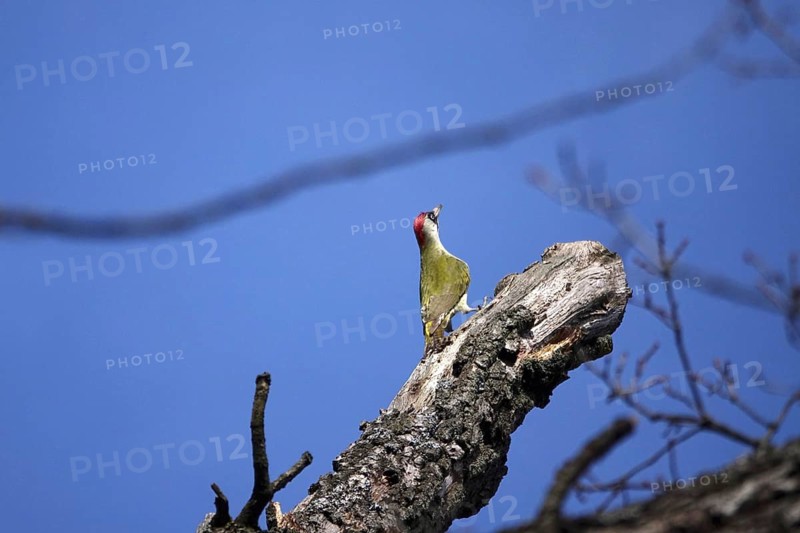 Green woodpecker (Picus viridis) on a tree, blue sky, winter, Germany