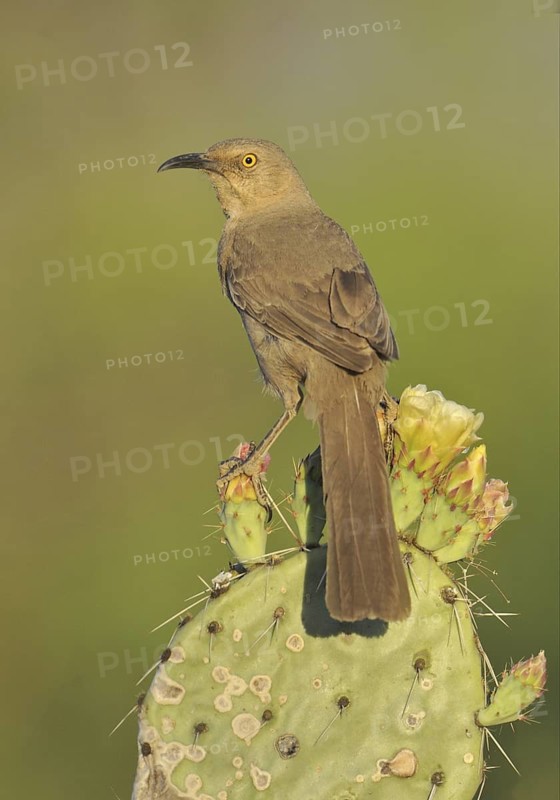 Curve-billed Thrasher (Toxostoma curvirostre), Canada