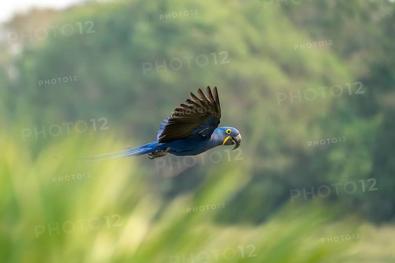 Hyacinthine Macaw (Anodorhynchus hyacinthinus), in flight, South Pantanal, Corumbá, Nhecolândia, Mato Grosso do Sul, Brazil