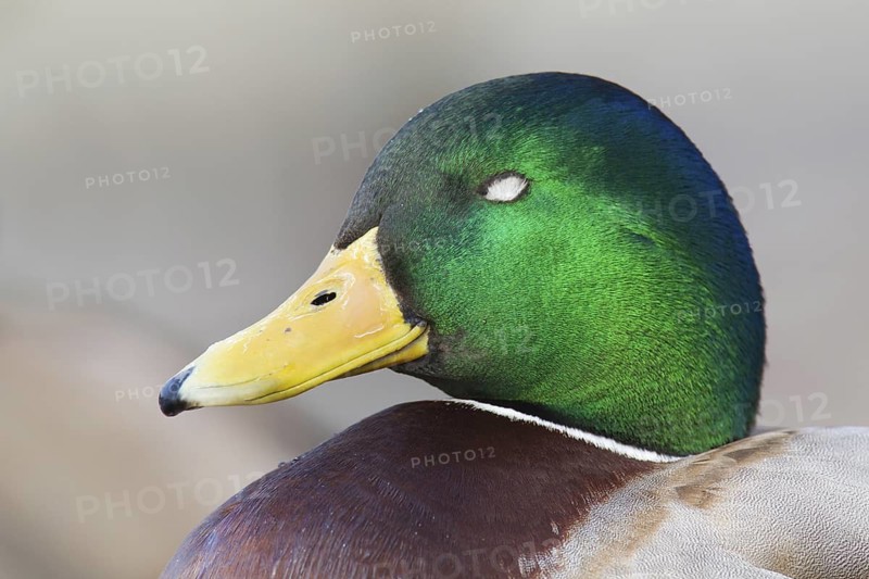Mallard (Anas platyrhynchos) male, Berlin, Germany