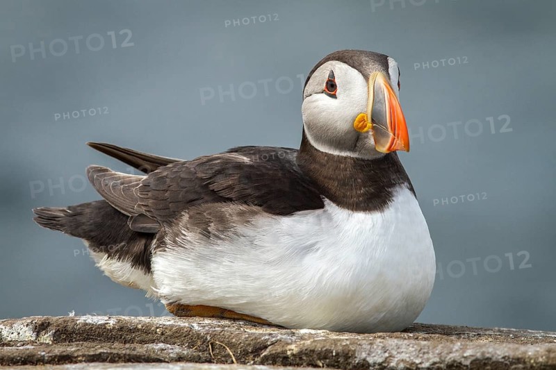 Atlantic Puffin (Fratercula arctica) adult resting on cliff, Farne Islands, United Kingdom