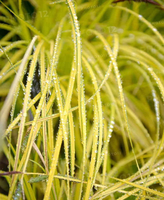 Carex elata (Carex elata 'Aurea'),  Great Britain