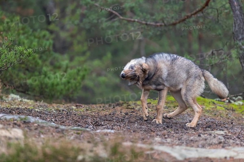 One young male eurasian gray wolf (Canis lupus lupus) running thru a forest with rocks and heather. Green vegetation in the background
