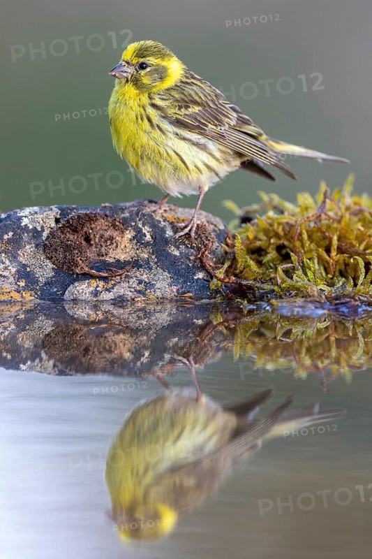 European Serin (Serinus serinus) male at a waterhole, Alicante, Spain