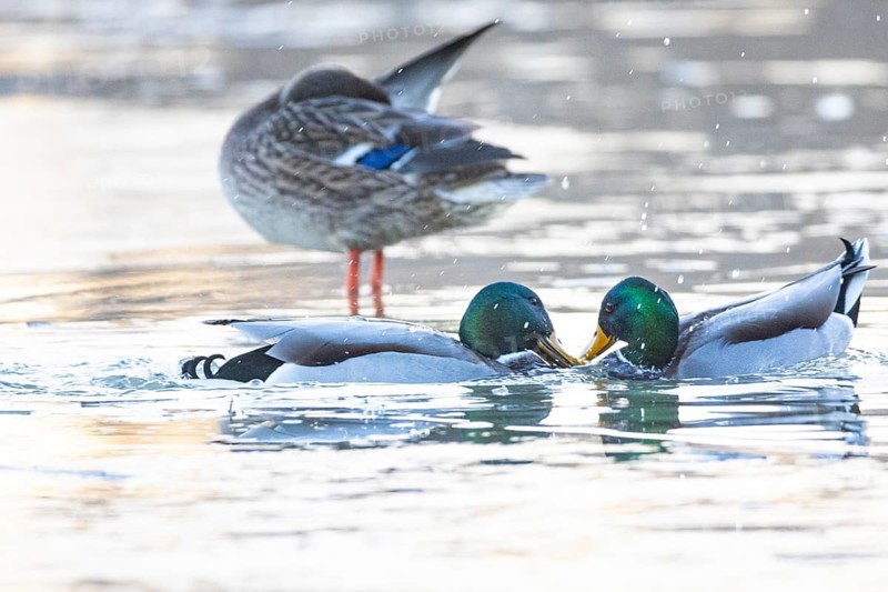 Mallard (Anas platyrhynchos) Germany