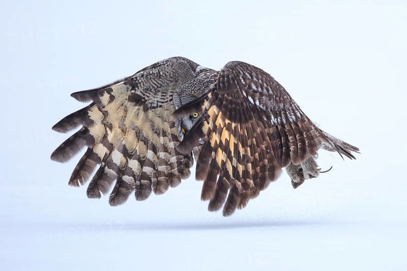 Great Grey Owl (Strix nebulosa) flying, Finland